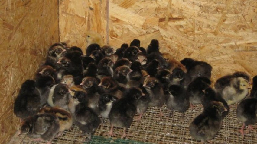 Курчата Курчата