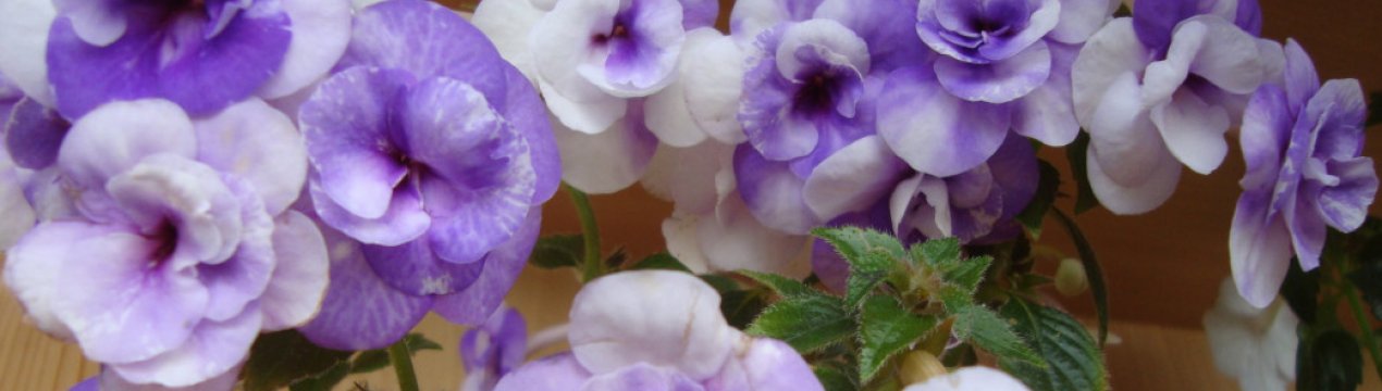 Сорти ахименеси та їх опис, догляд та вирощування