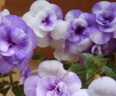 Сорти ахименеси та їх опис, догляд та вирощування