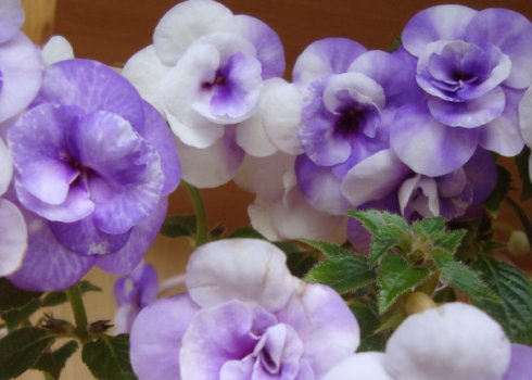 Сорти ахименеси та їх опис, догляд та вирощування