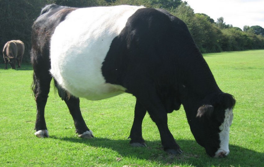 Галловейська порода корів Галловейська порода корів