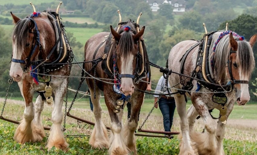 Ваговозні коні Ваговозні коні