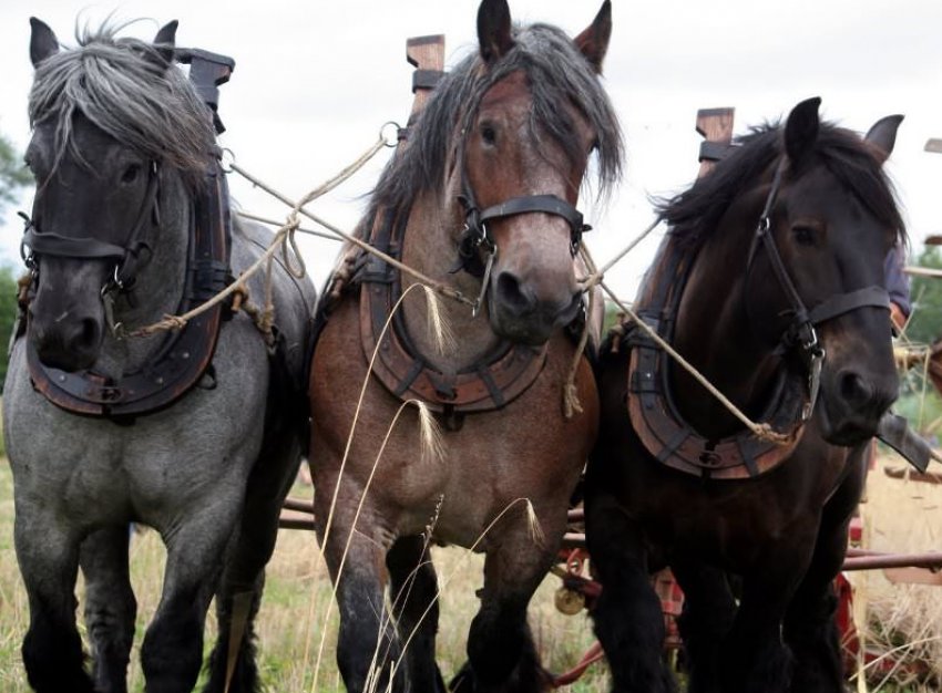 Ваговозні коні Ваговозні коні