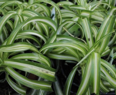 Що робити, якщо у хлорофітума жовтіють листя