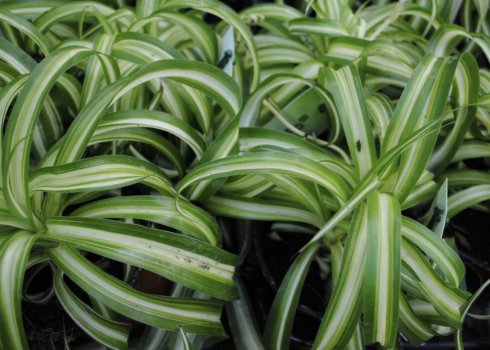 Що робити, якщо у хлорофітума жовтіють листя