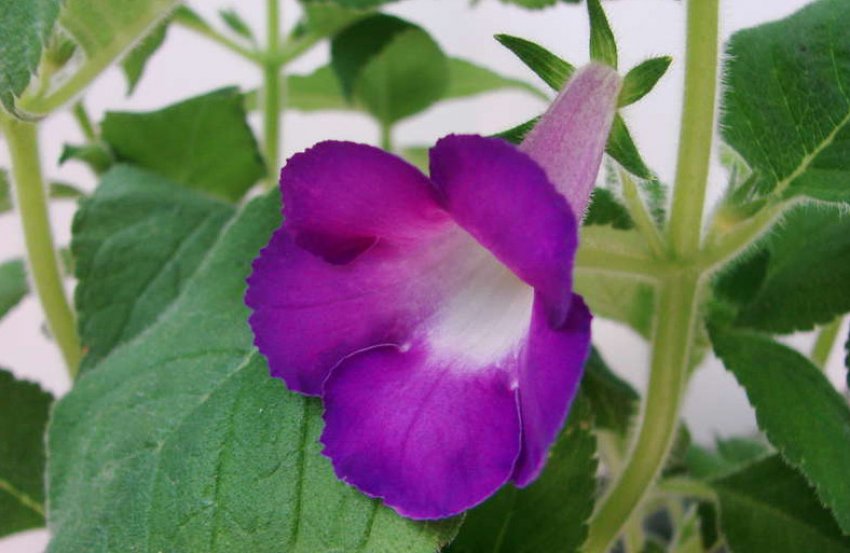 Achimenes mexicana Achimenes mexicana