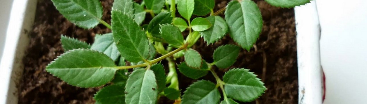 Як правильно доглядати за трояндами в горщику