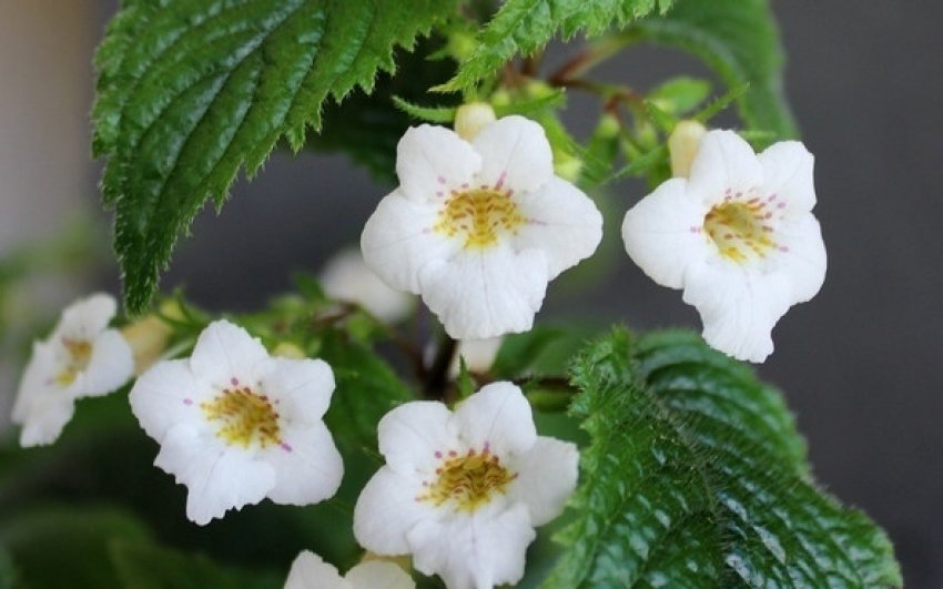 Achimenes candida Achimenes candida