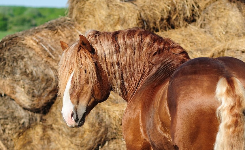 Радянський ваговоз Радянський ваговоз