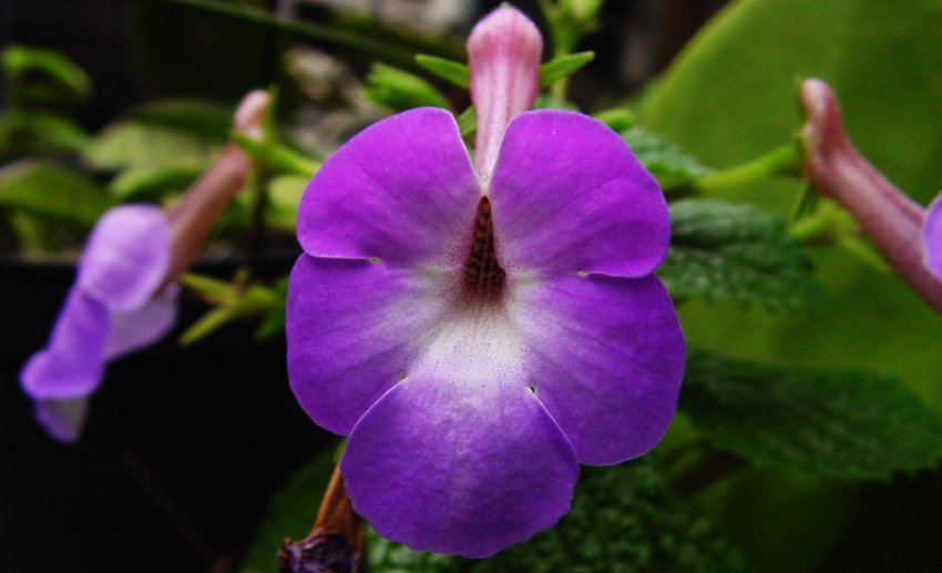 Achimenes grandiflora Achimenes grandiflora