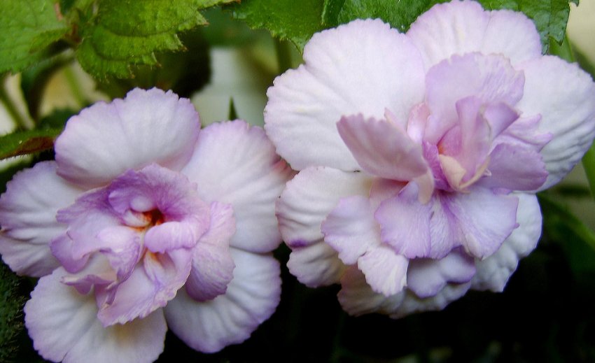 Queen of Lace Queen of Lace