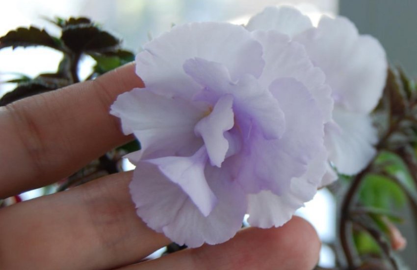 Made in Heaven Made in Heaven