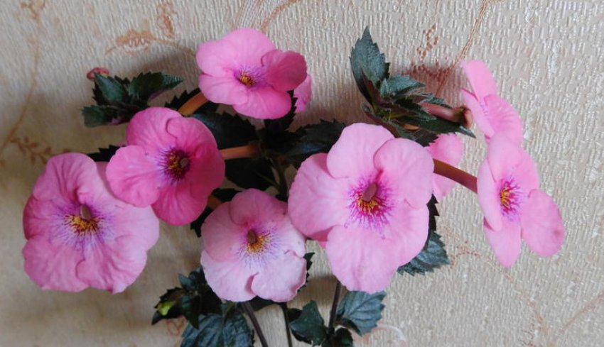 Аигога Charm Аигога Charm