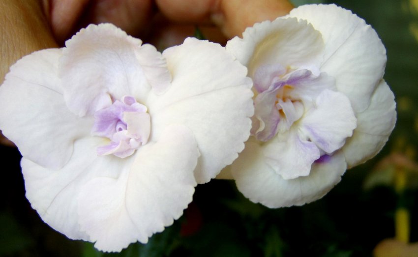 Bianco Natale Bianco Natale