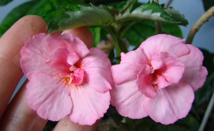 Аnastasia Аnastasia