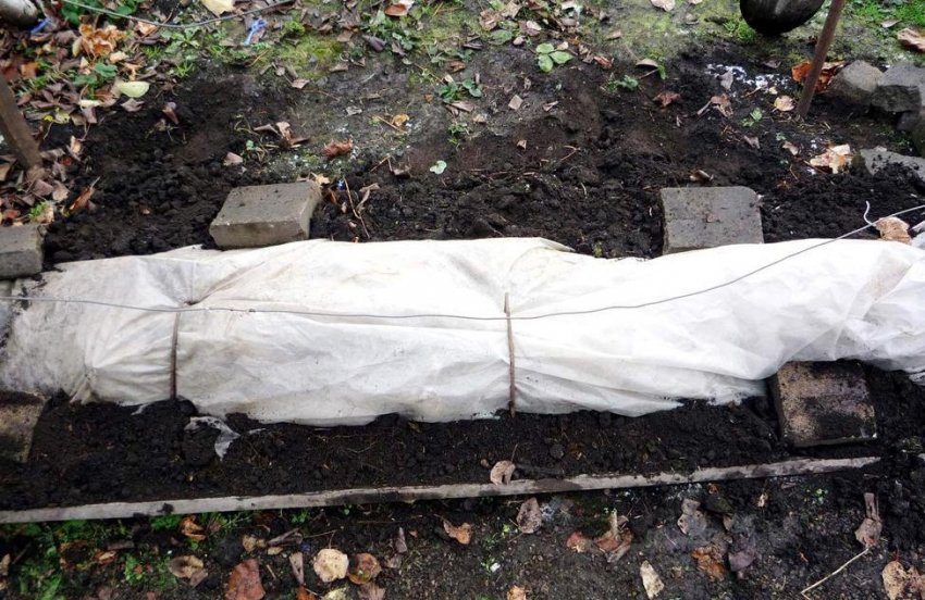 Укриття винограду на зиму Укриття винограду на зиму