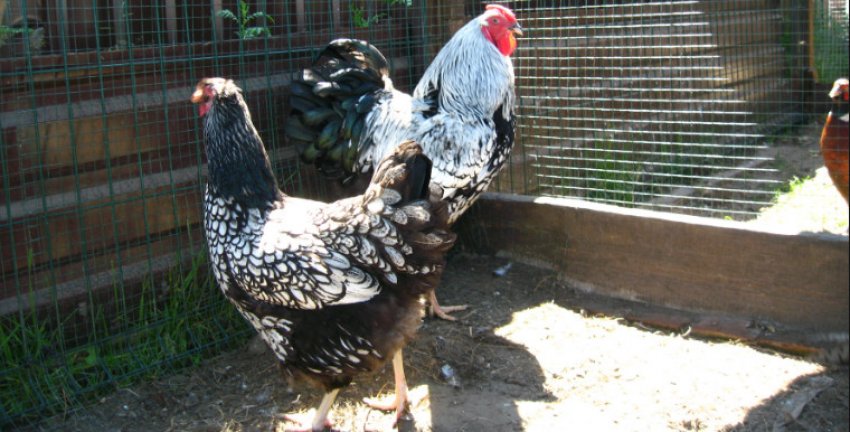 Кури Виандот Кури Виандот