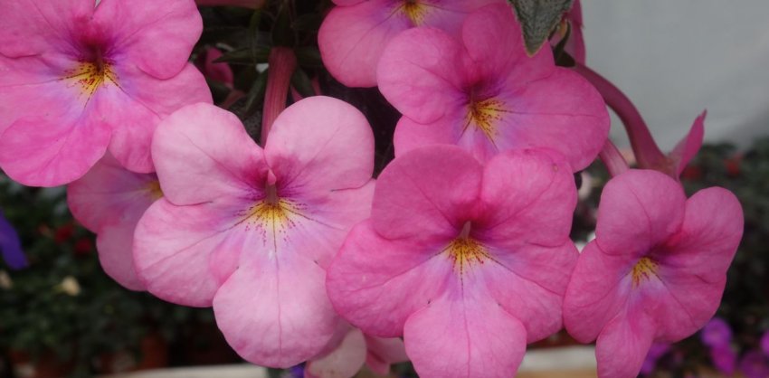 Painted Lady Painted Lady