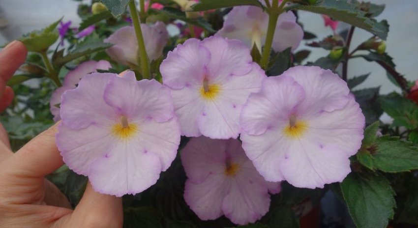 Sagittarius Sagittarius