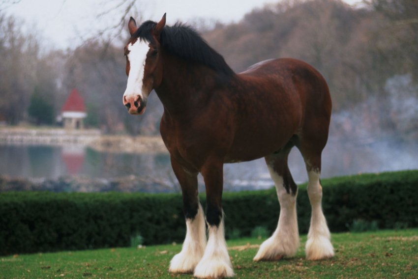 Шотландський ваговоз Шотландський ваговоз