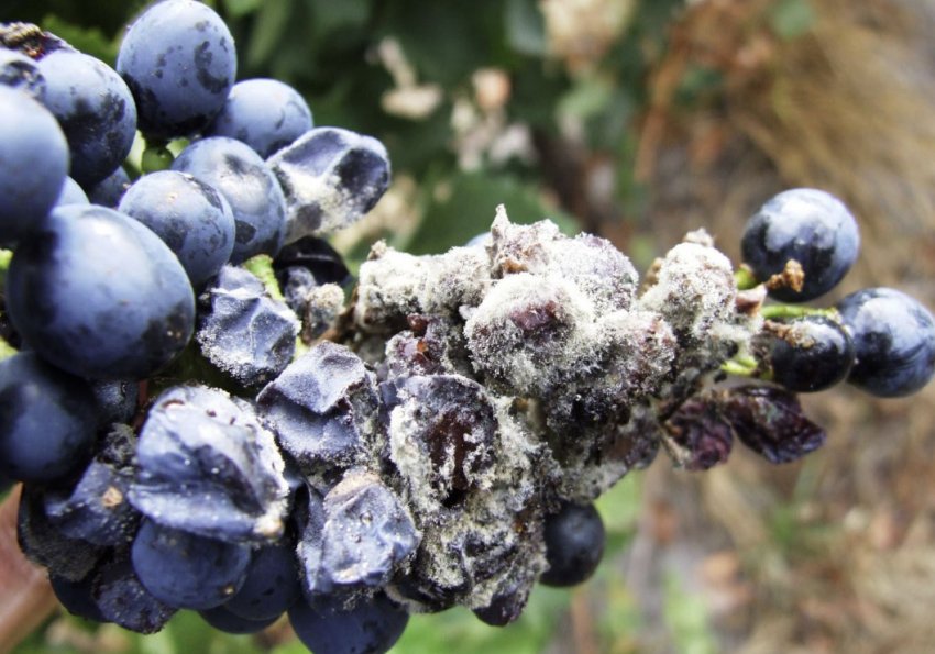 Біла гнилизна Біла гнилизна