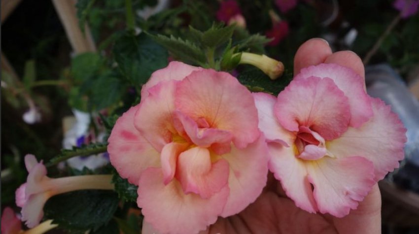 Аміе Saliba Improved Аміе Saliba Improved