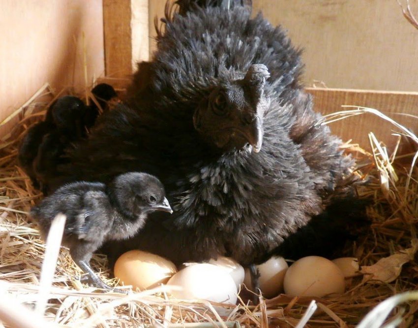 Порода аям чемани