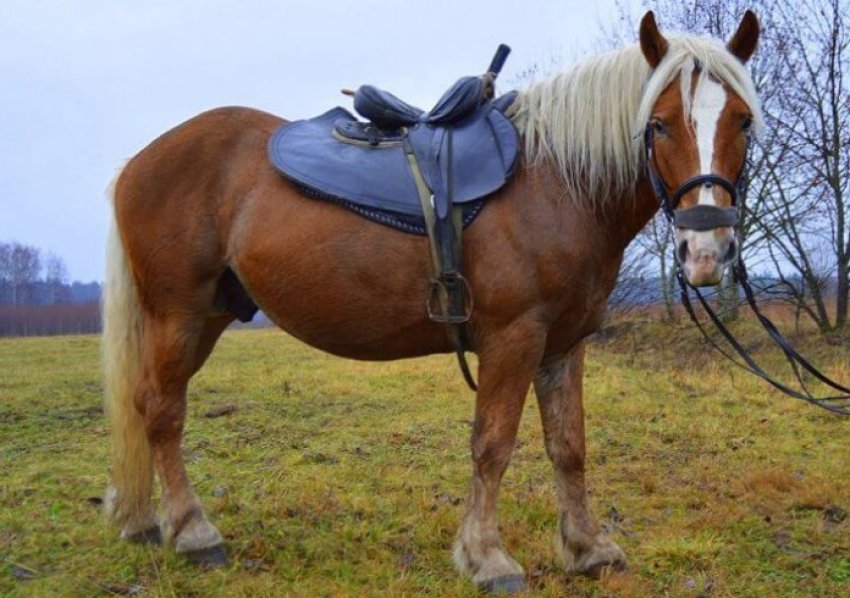 Південно-Німецька (Німецька) важкоупряжна Південно-Німецька (Німецька) важкоупряжна