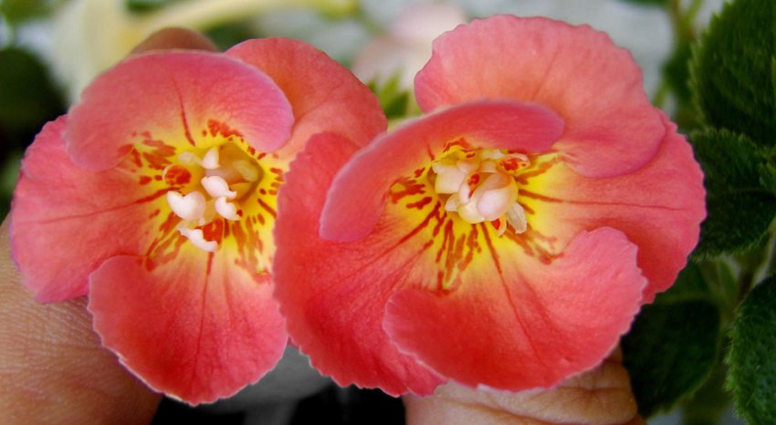 Mary Poppins Mary Poppins