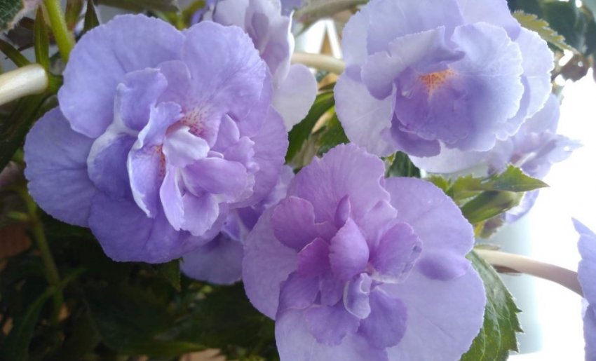 Saint Malo Saint Malo