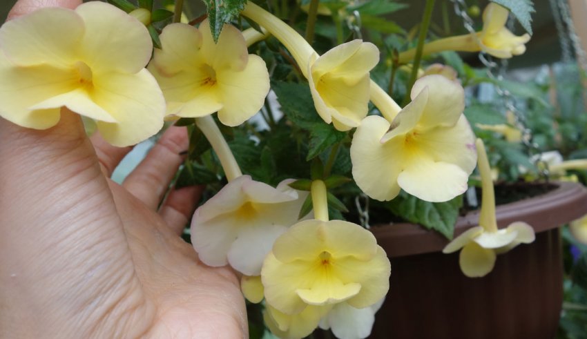 Himalayan Sunrise Himalayan Sunrise