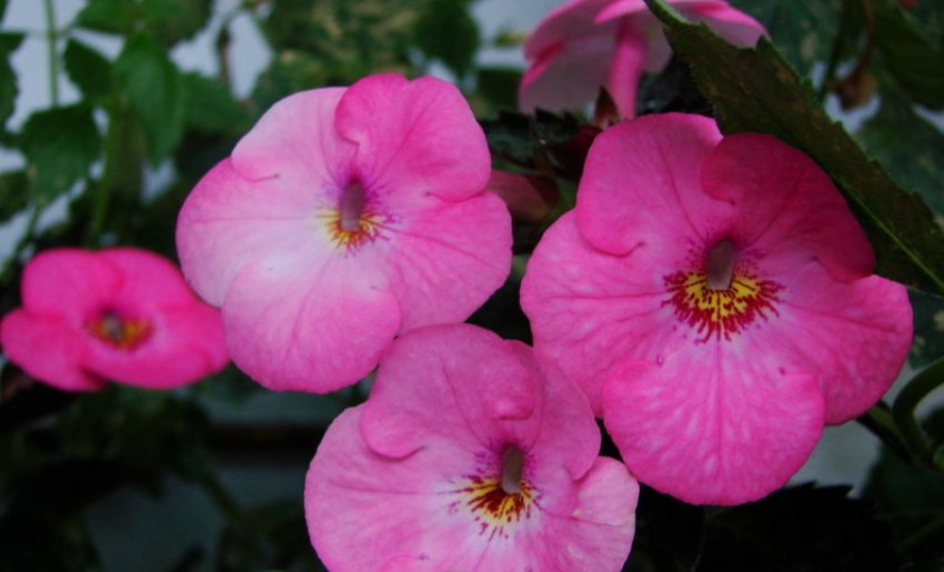 Summer Festival Summer Festival