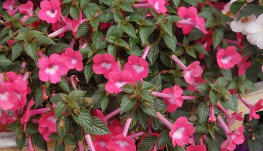 Rosy Frost Rosy Frost