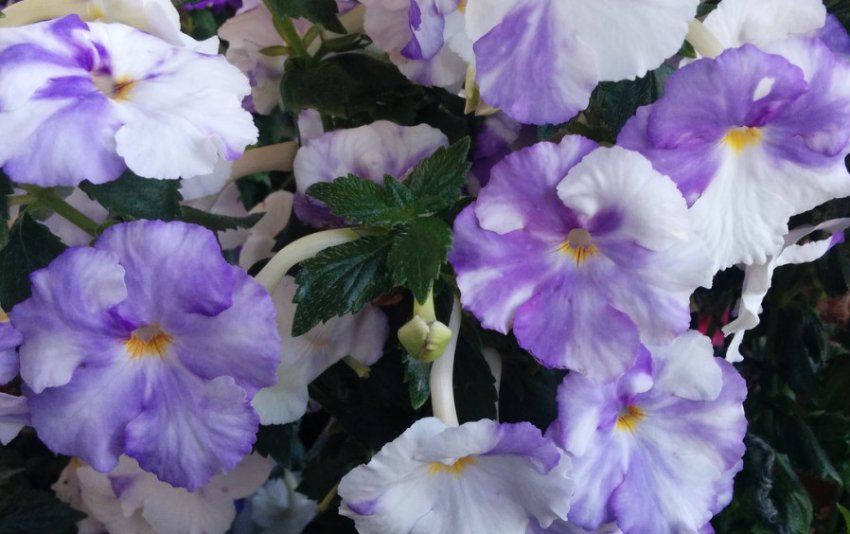 Blueberry Ripple Blueberry Ripple