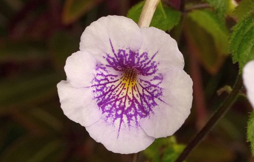 Tetra Verschaffelt Tetra Verschaffelt