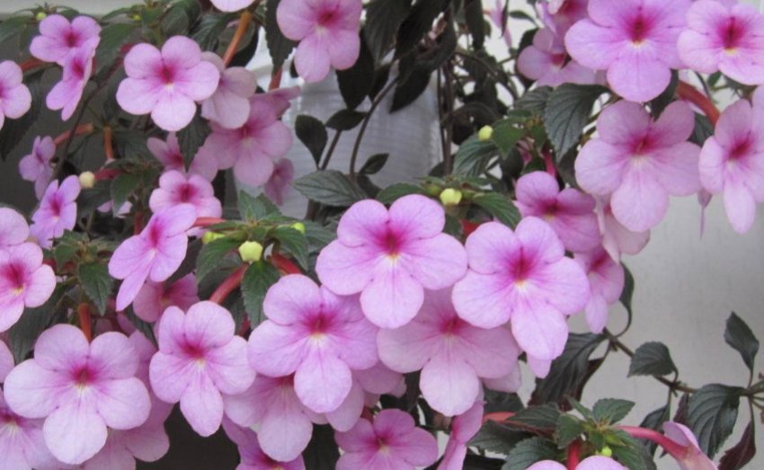 Peach Blossom Peach Blossom