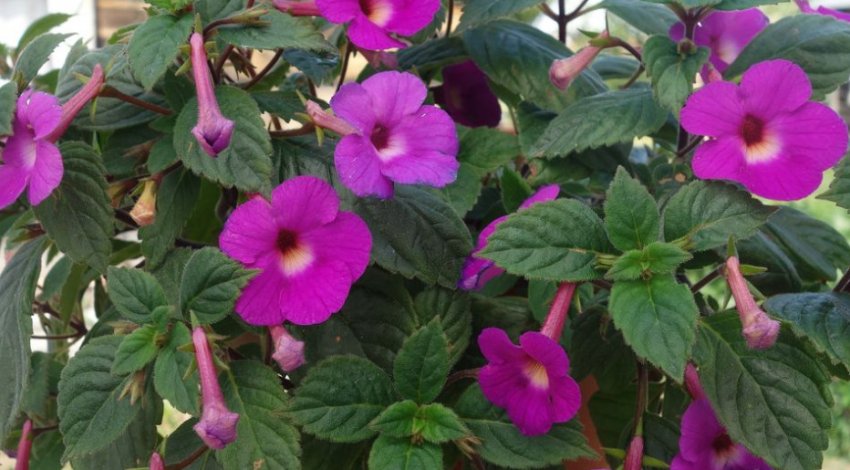 Lavender Fancy Lavender Fancy