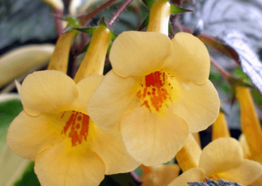 Yellow Beauty Yellow Beauty