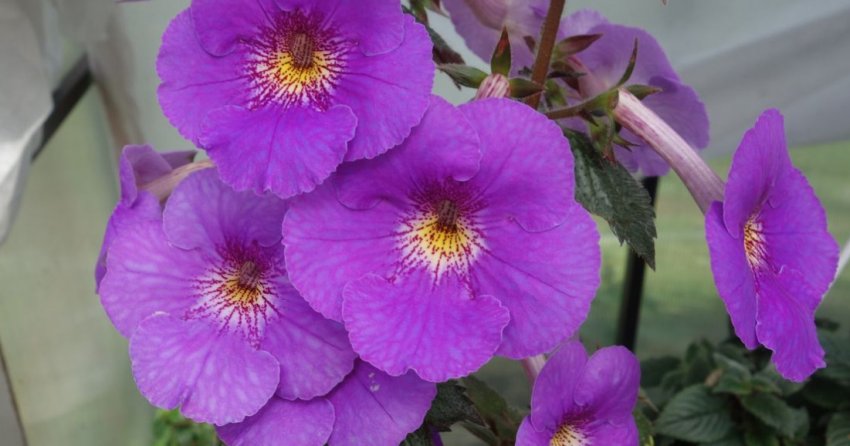 Rainbow Warrior Rainbow Warrior