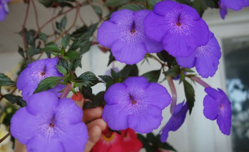 Purple Triumph Purple Triumph