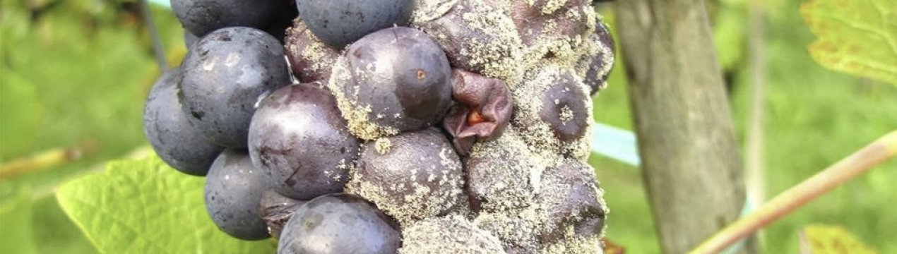 Сіра гниль на винограді: як боротися, ніж лікувати