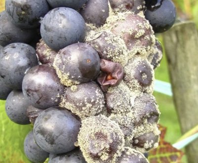 Сіра гниль на винограді: як боротися, ніж лікувати