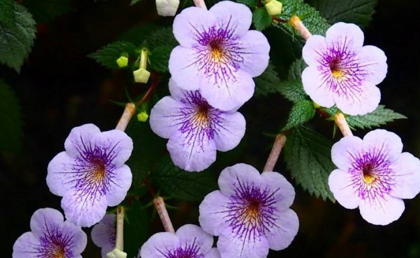 Ambroise Verschaffelt Ambroise Verschaffelt