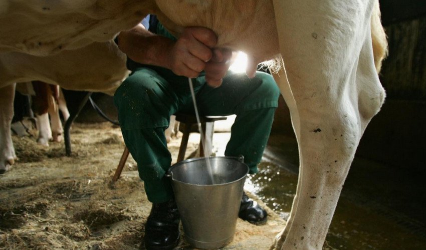 Доїння корови Доїння корови