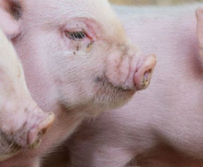 Як правильно годувати свиней: раціон і норми