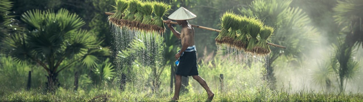 Вчені можуть створити жаростійкий рис