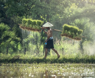 Вчені можуть створити жаростійкий рис