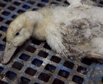 Хвороби качок: симптоми, лікування та заходи профілактики