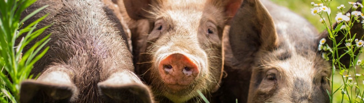 Поросята в нормі: їх майже 3,5 мільйона