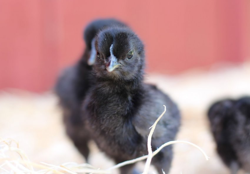 Порода курчат аям чемани